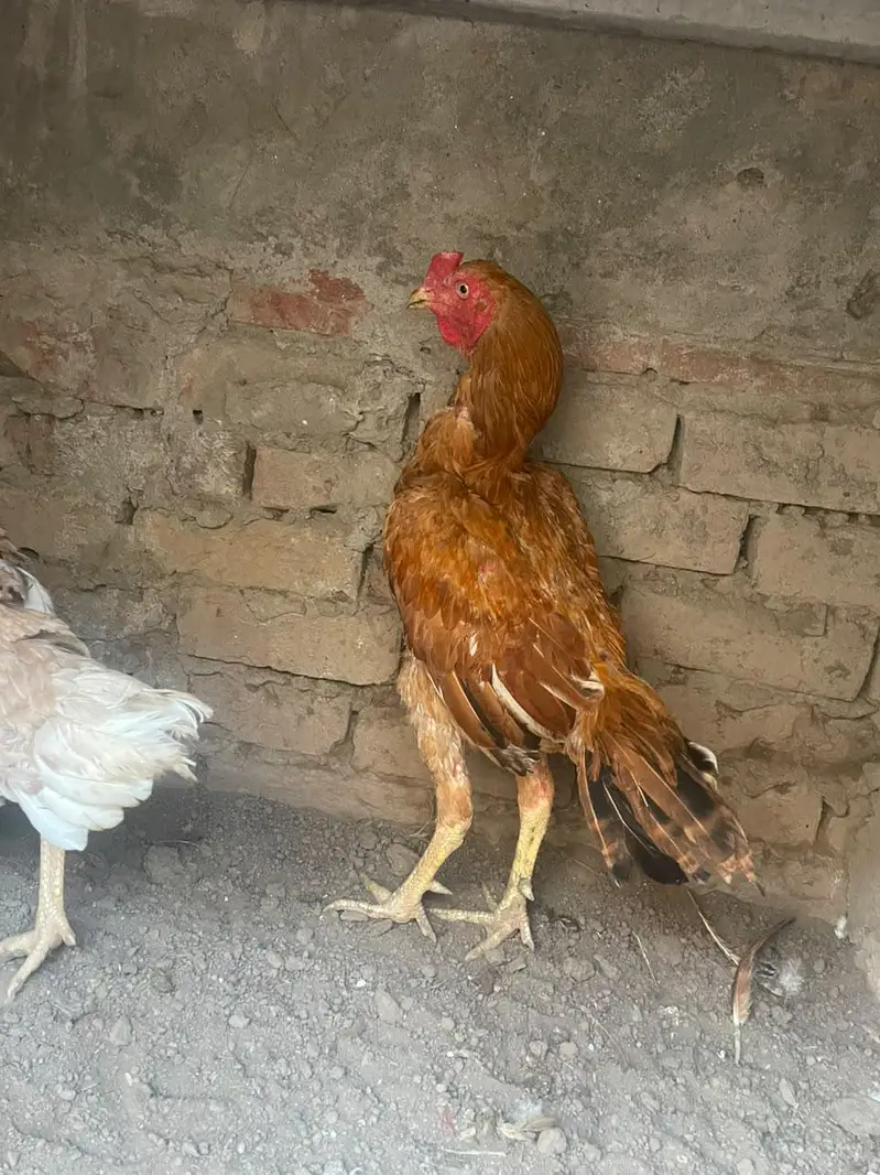 aseel pila x burmi cross ma — photo 4