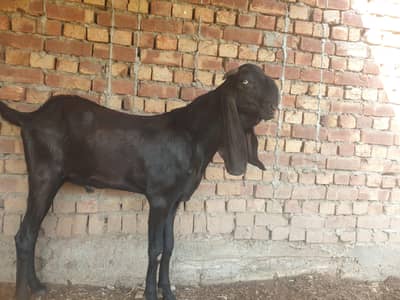 beetal breadar and white bakri
