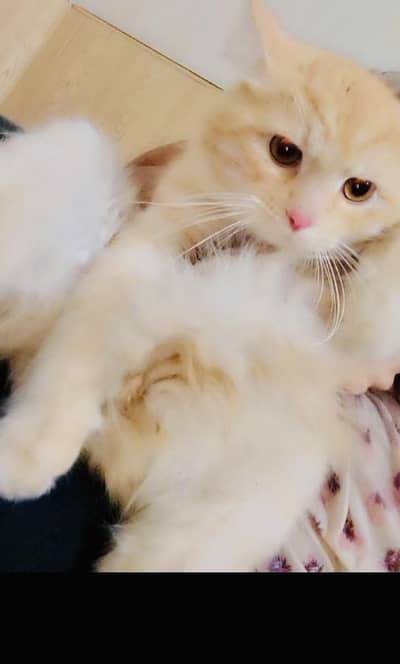 Persian cat for sale