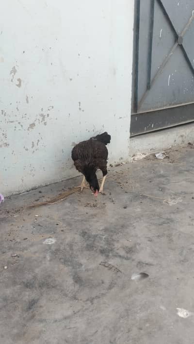 health and active home breed hai ghar pe hai hatch karvai hai