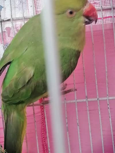 raw parrot  for sale