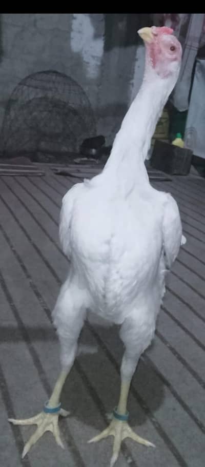 0 Shamo Female