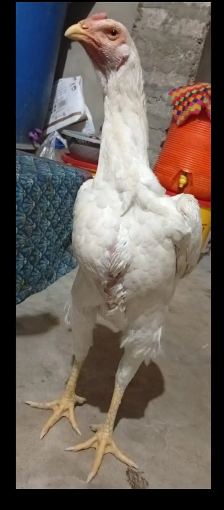 Female White Hera | Pure Shamo | available for sale | — photo 2