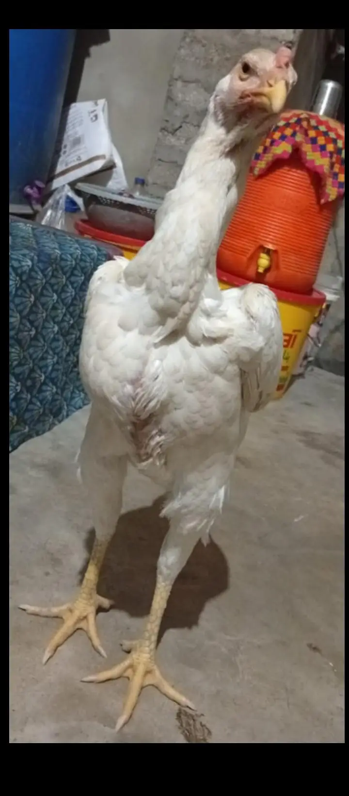 Female White Hera | Pure Shamo | available for sale | — photo 3