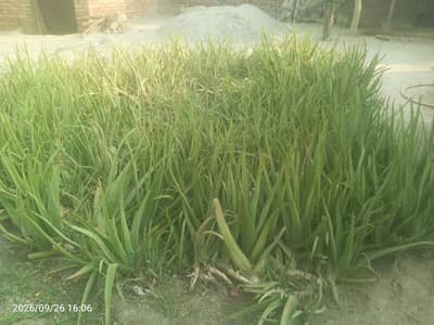 Alovera