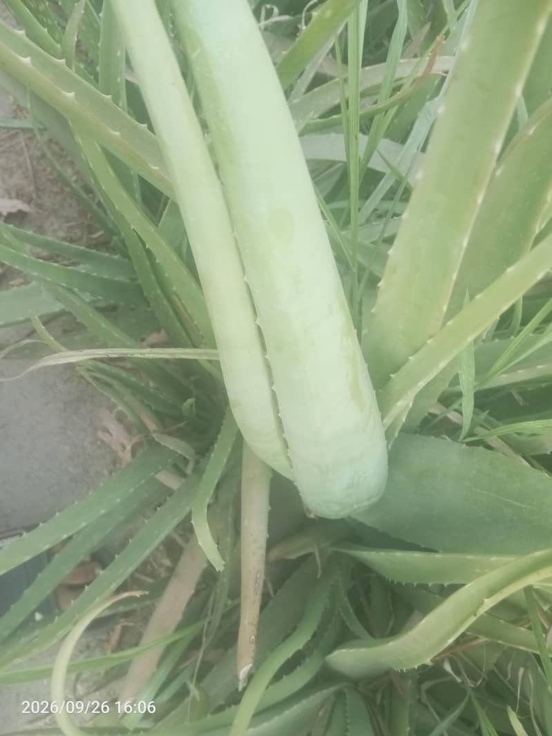 Alovera 1