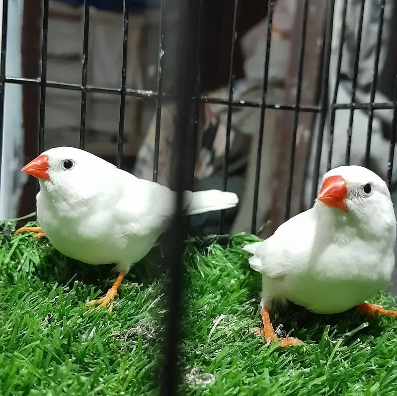 snow white finches available — photo 2