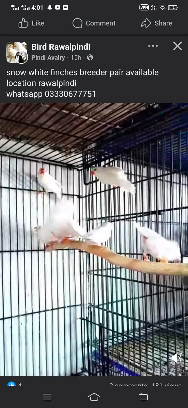 snow white finches available — photo 3