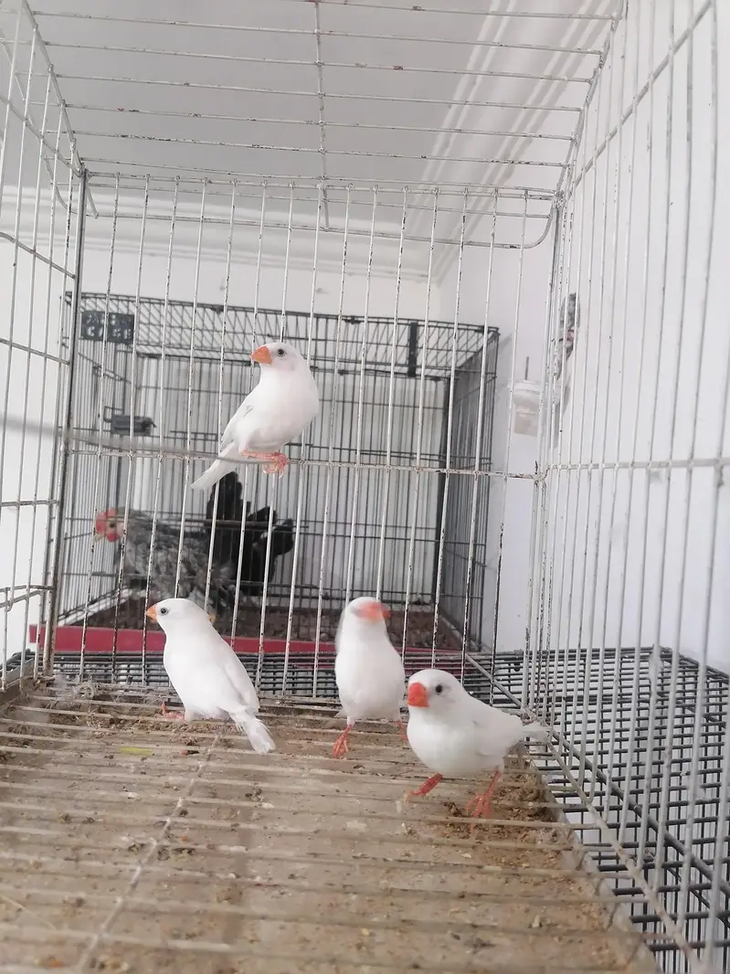 snow white finches available — photo 4