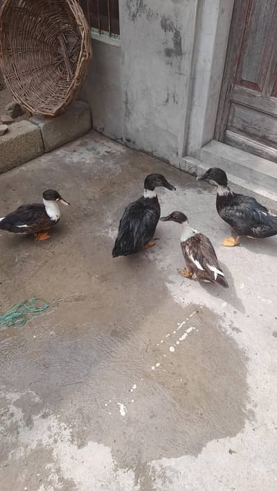 desi ducks/Cross breed