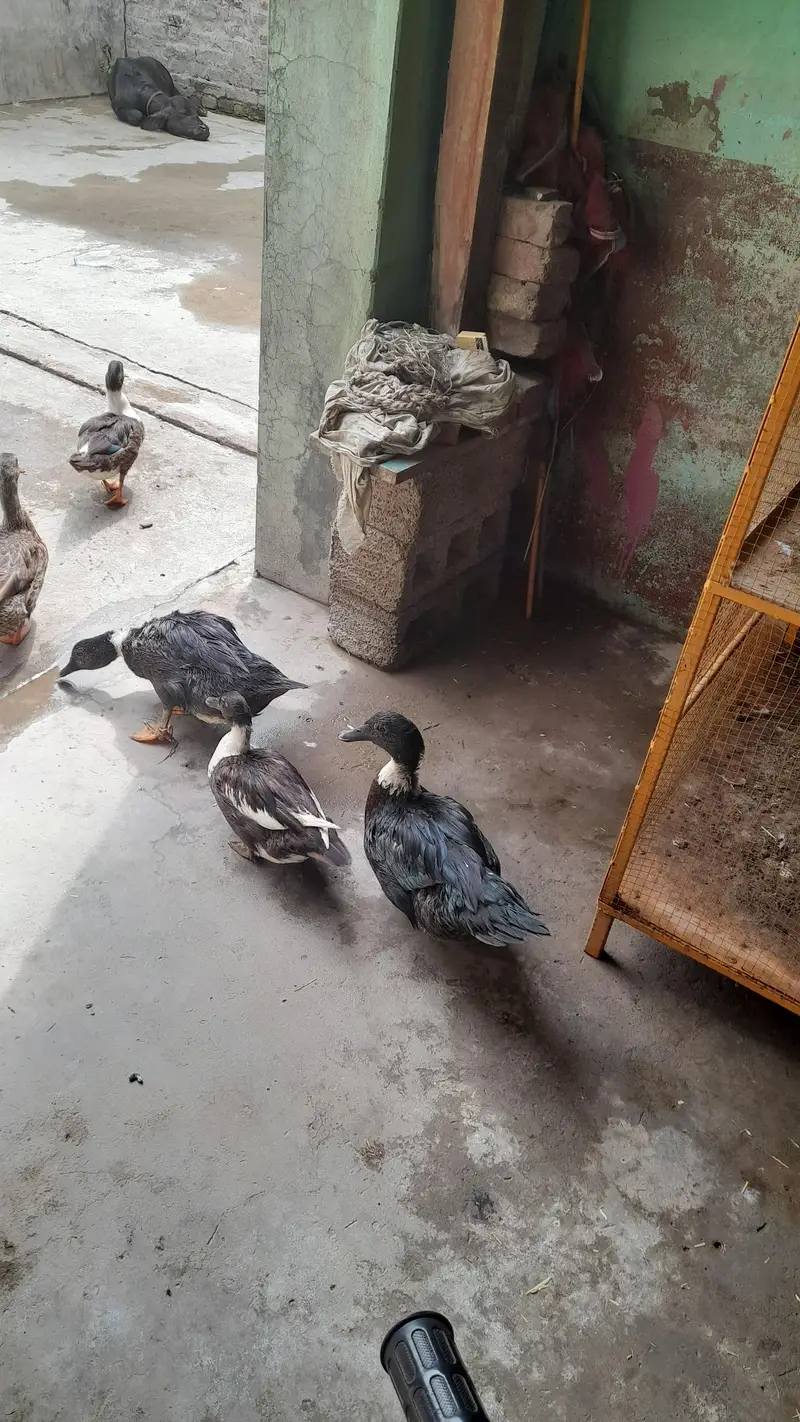 desi ducks/Cross breed — photo 2