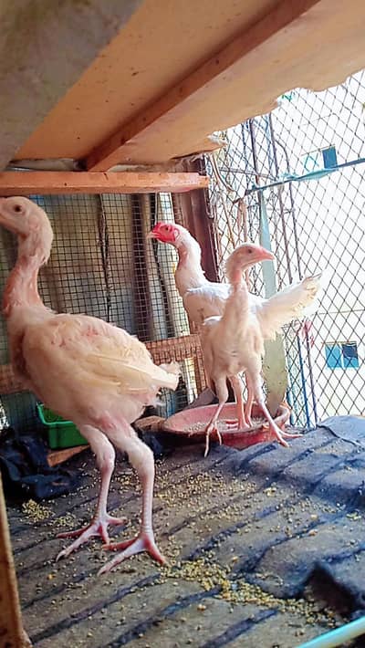 herra chicks