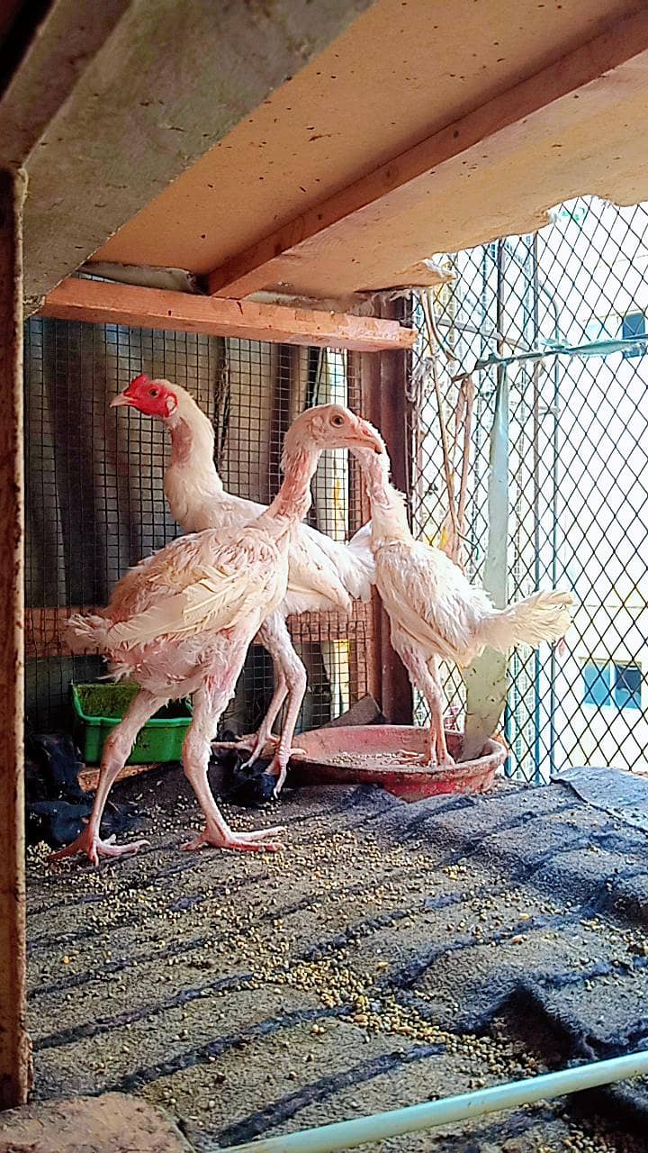 herra chicks 1