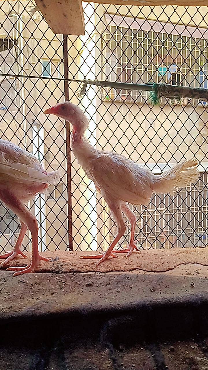 herra chicks 4