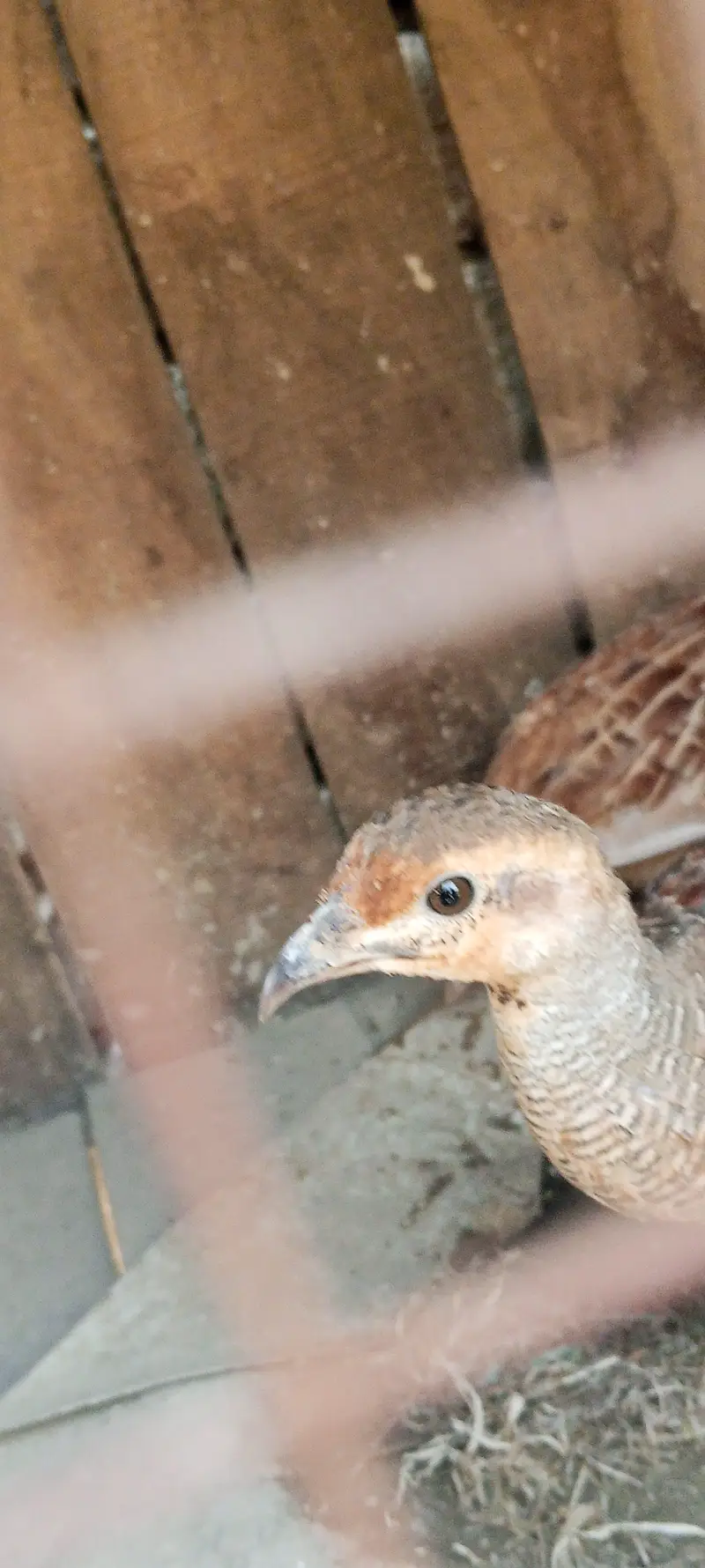 path for sale . . dakni pair  whatsaap number 03364435012 — photo 3