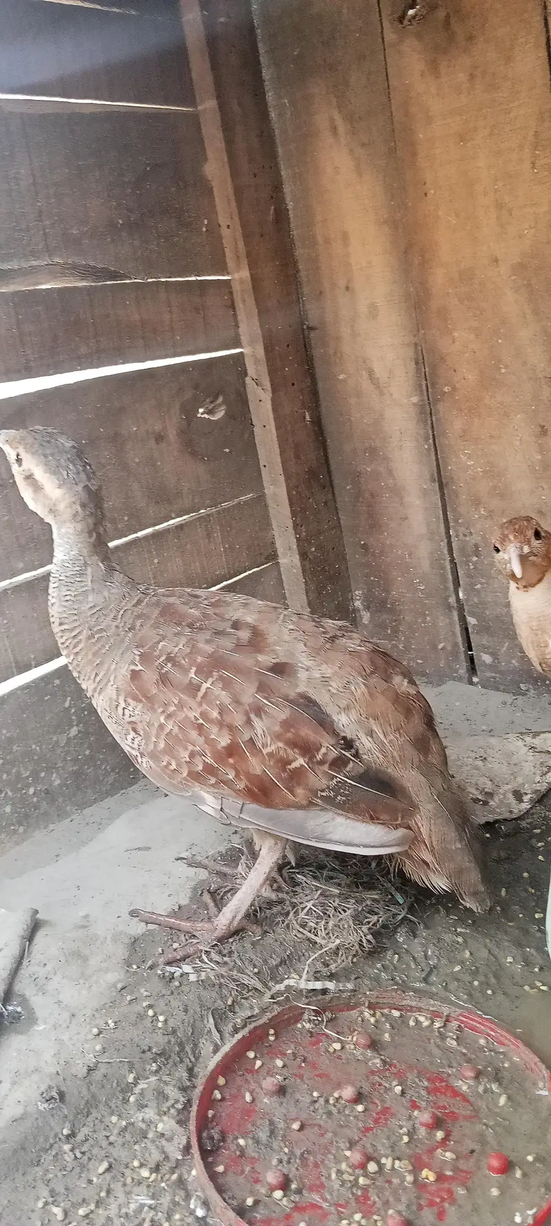 path for sale . . dakni pair  whatsaap number 03364435012 — photo 4