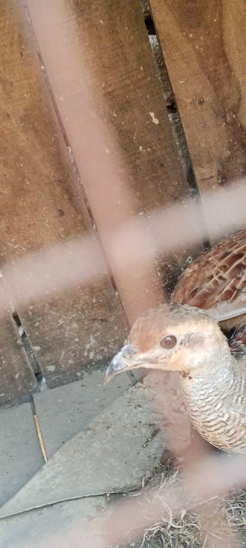 path for sale . . dakni pair  whatsaap number 03364435012 — photo 5