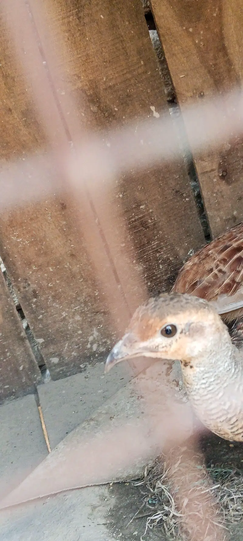 path for sale . . dakni pair  whatsaap number 03364435012 — photo 6