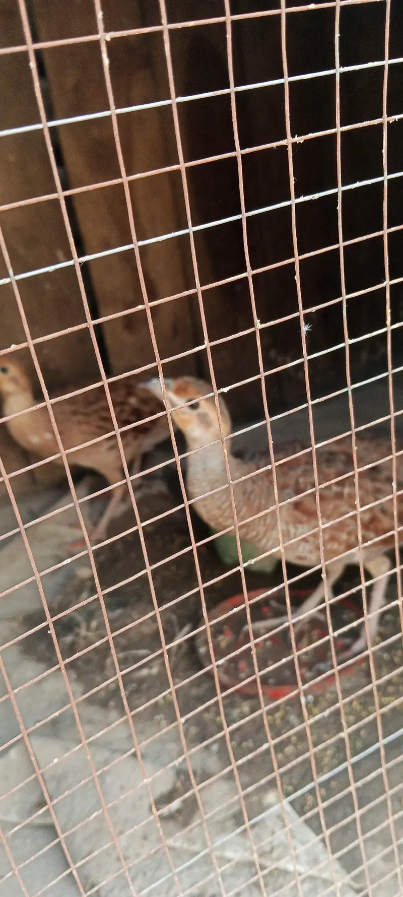 path for sale . . dakni pair  whatsaap number 03364435012 — photo 8