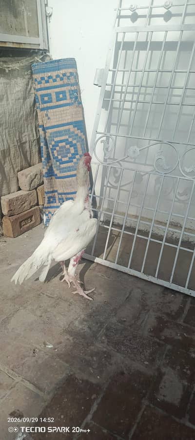 Aseel Herra
