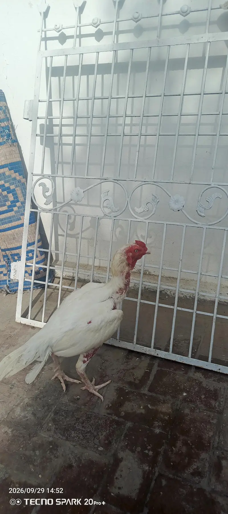Aseel Herra — photo 2