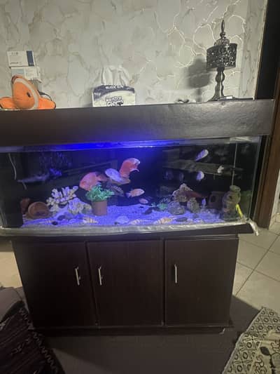 Beautiful and active aquarium for sale with all accessories