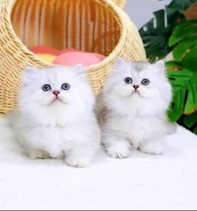 Persian kittens whatp///0322 ///0396547///