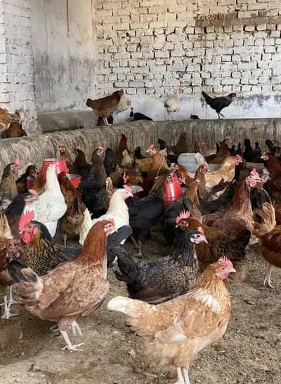 Aseel golden misri Egyptian Fayoumi Austrolarp RiR