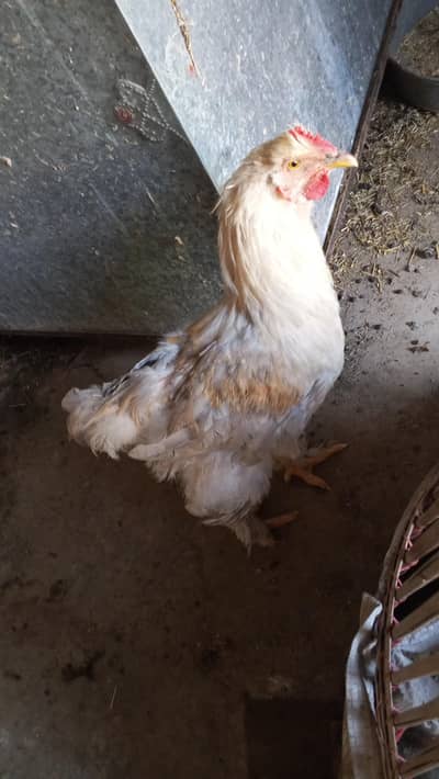 Brahman male for sale