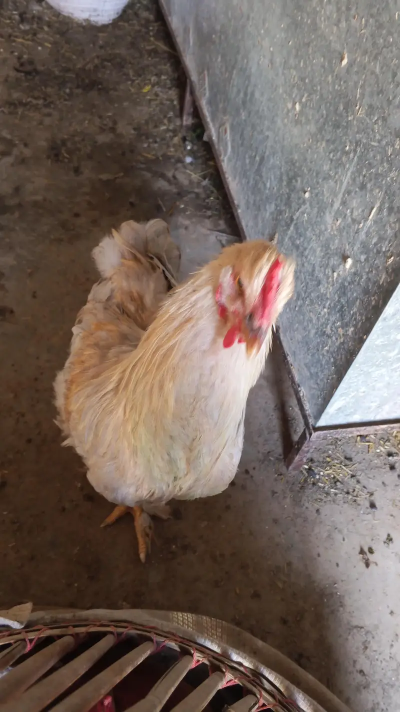 Brahman male for sale — photo 3