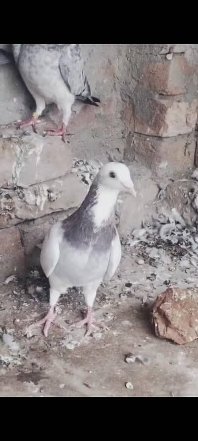 بلے گھاگھرے 03231013369