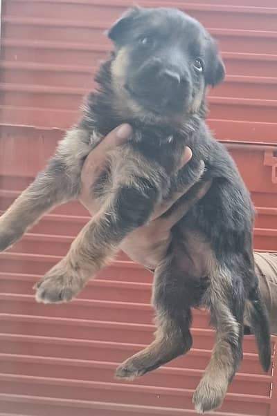 German shepherd heavy bone male and femalespuppy