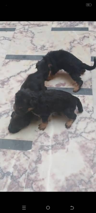 German shepherd heavy bone male and femalespuppy