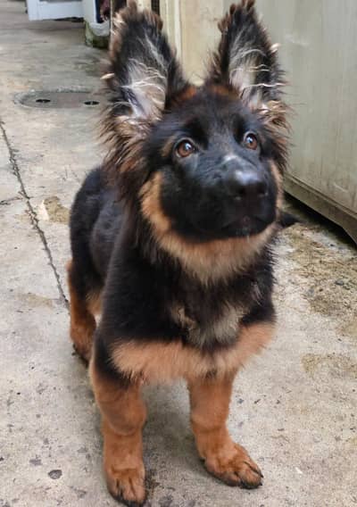 German Shepherd female