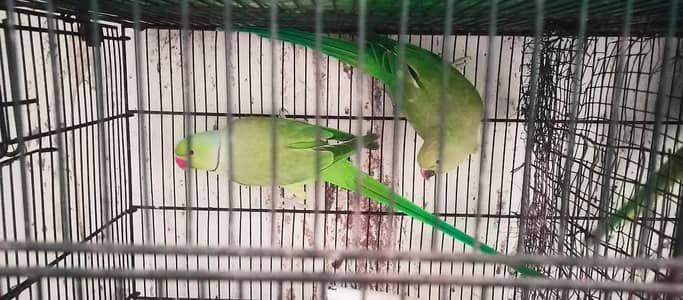 Ringneck king size 100% confirm breeder pair