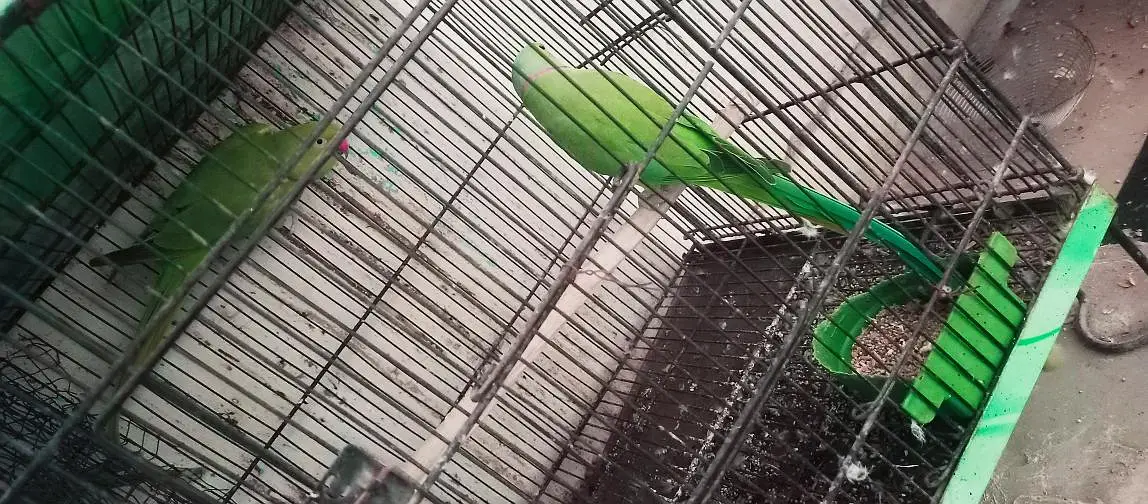 Ringneck king size 100% confirm breeder pair — photo 3