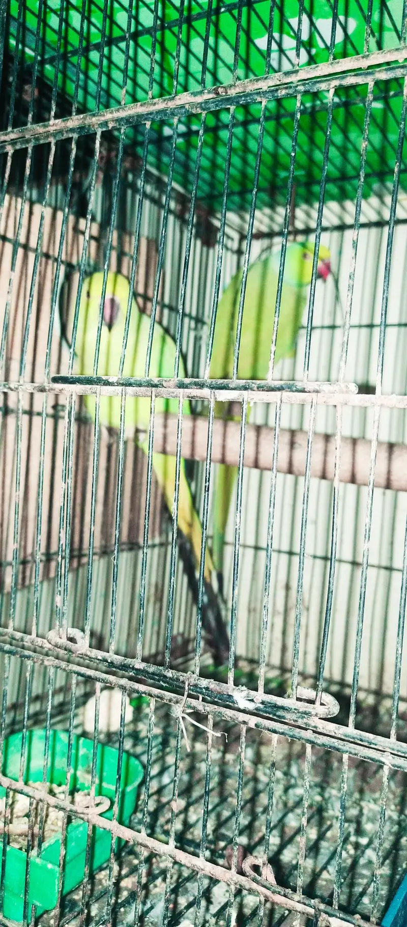 Ringneck king size 100% confirm breeder pair — photo 5