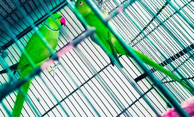 Ringneck king size 100% confirm breeder pair — photo 10
