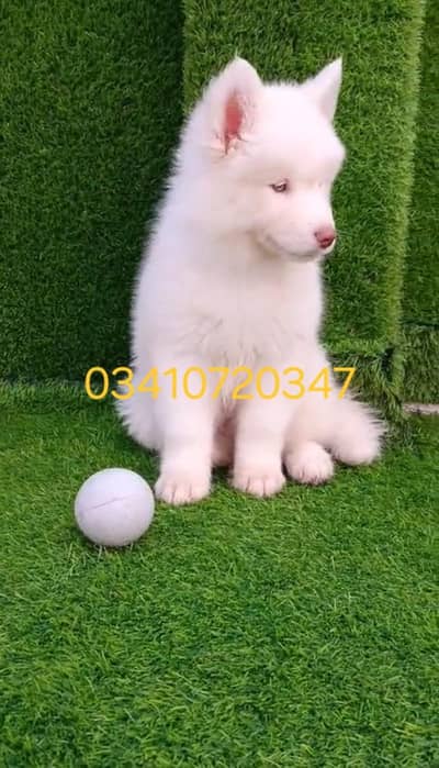 puppy dog for sale contact number 03-41-0-720,347,