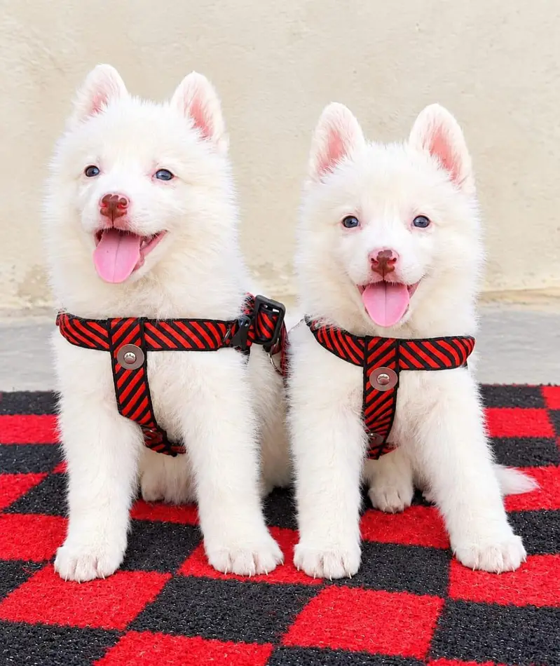 Russian puppy /pink nose puppy for sale — photo 2