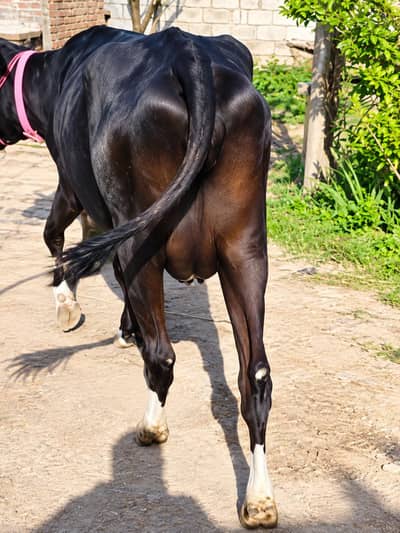 pur imported jursy cow tazi soi 1.5 munth ki milk 12 ltr. 03409392913