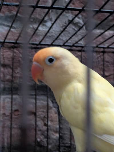love birds
