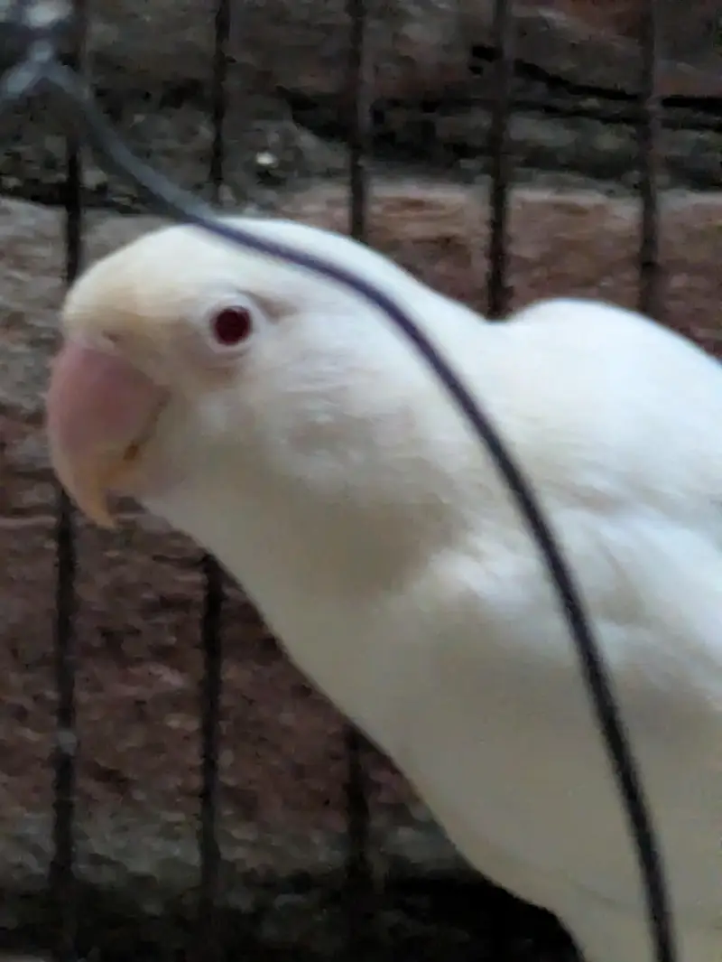 love birds — photo 2