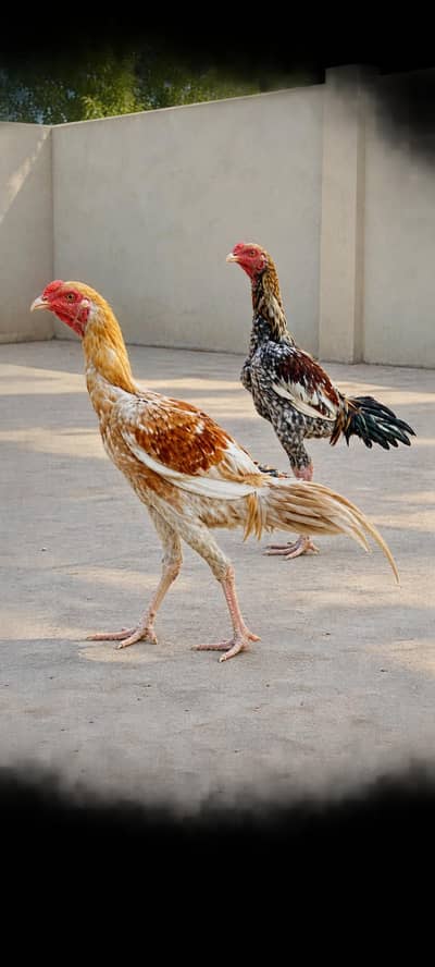 Two aseel pathay for sale