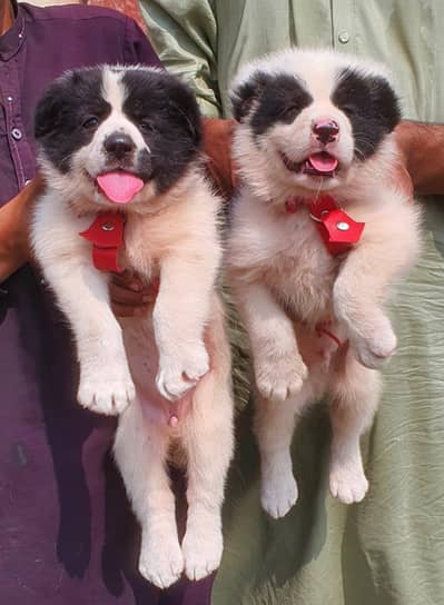 Alabai dog / security pupy / Alabai puppies