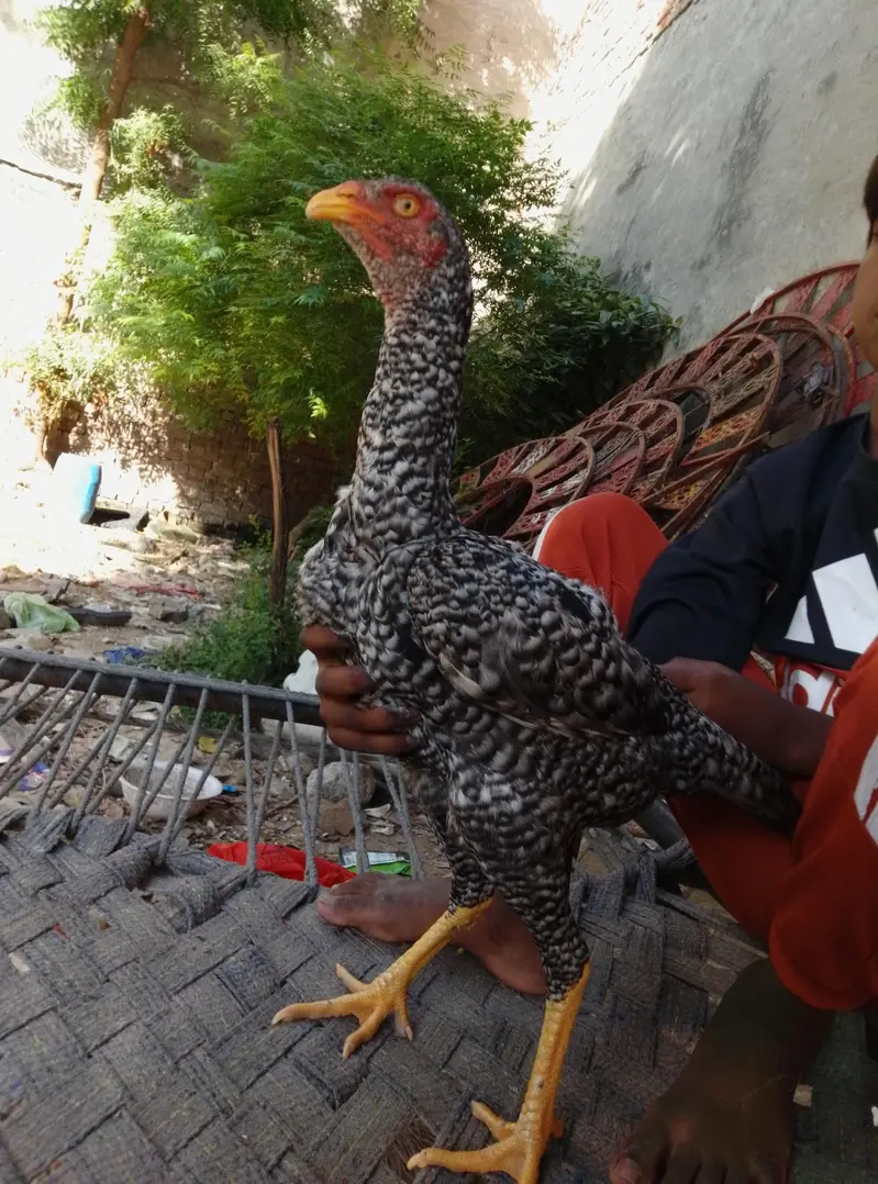samo Aseel — photo 6