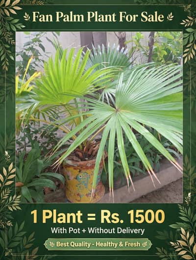 fan plant
