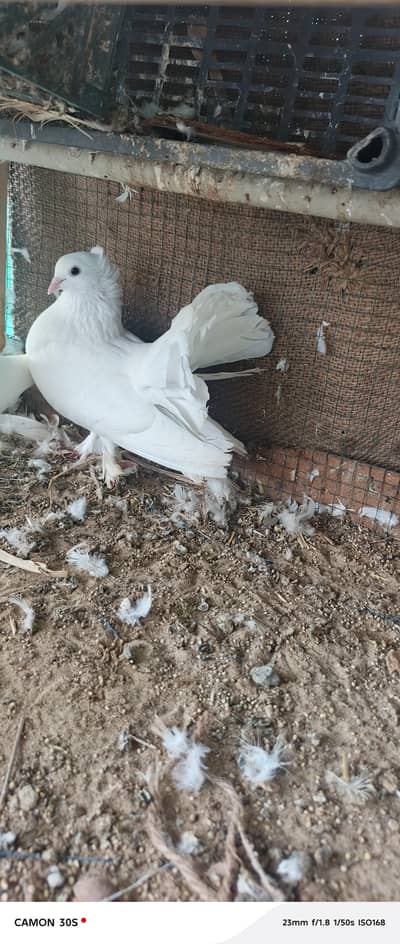 white pure lakha