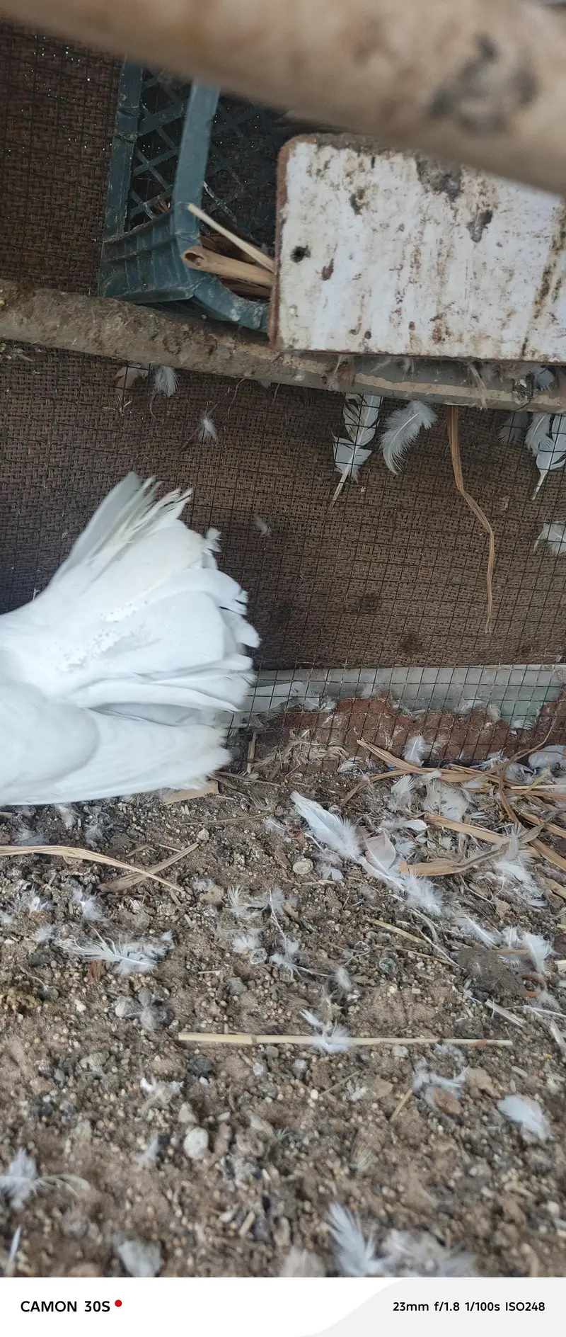 white pure lakha — photo 2