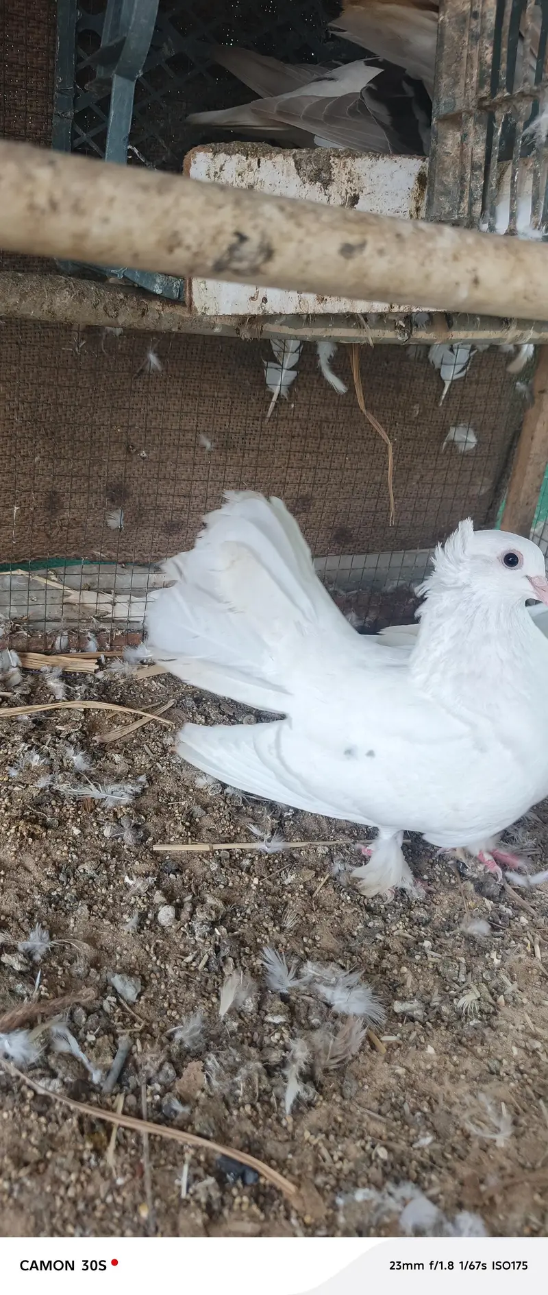 white pure lakha — photo 3